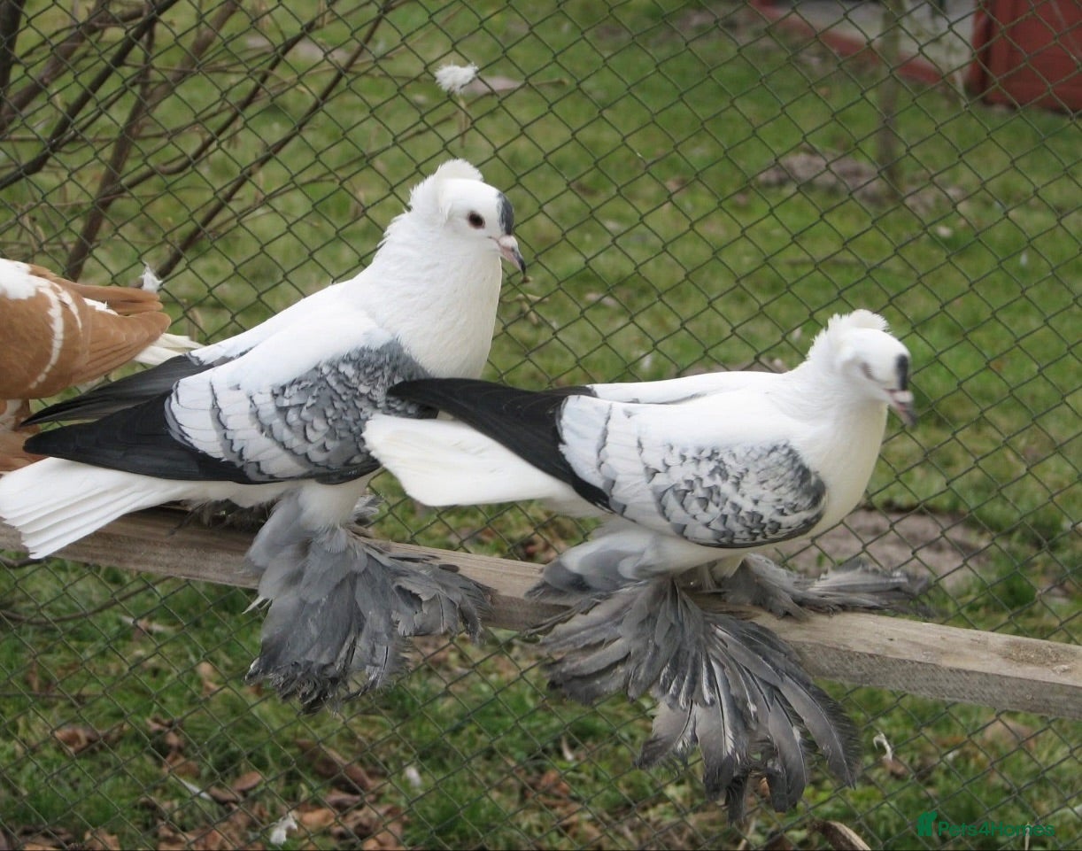 Pigeons birds Beautiful Vaccinated Breeding Pigeons ready to go - Advert 2