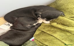 Chihuahua dogs for sale: Beautiful litter of chihuahua boys & girls  - Image 4