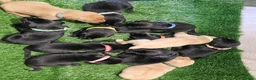 Labrador Retriever dogs for sale: Lovely Labrador puppy’s  in Taunton - Advert 28