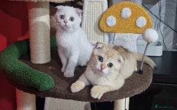 Scottish Fold cats for sale: Scottish straight boy ready to leave - Image 6