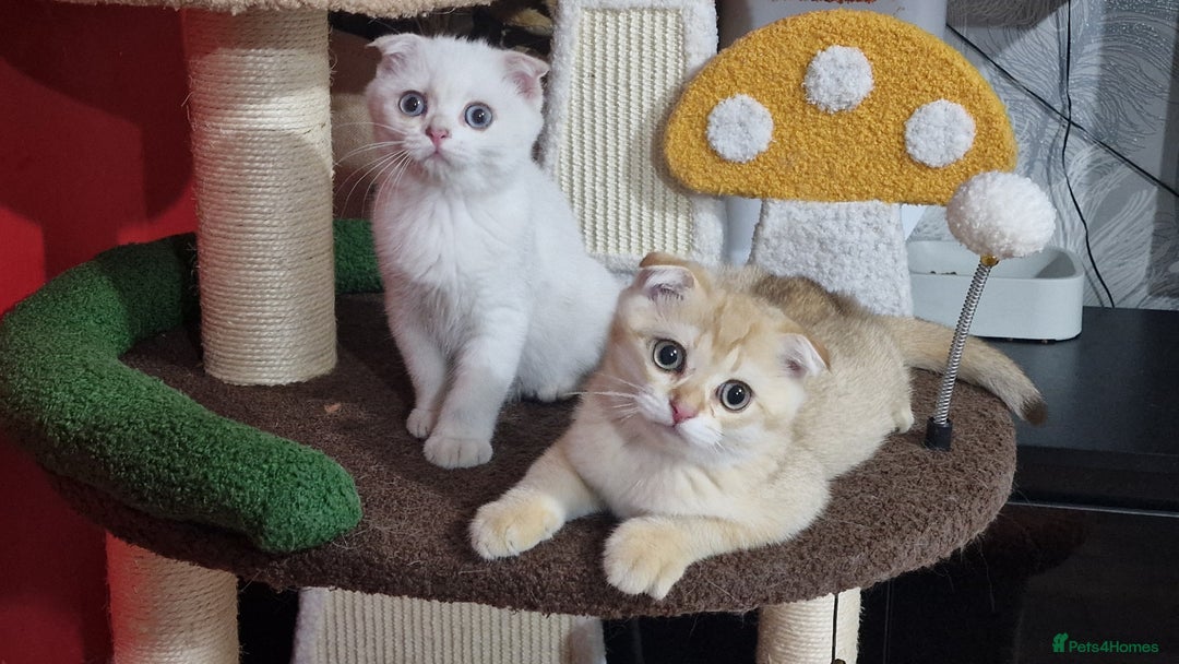 Scottish Fold cats for sale: Scottish straight boy ready to leave - Image 6