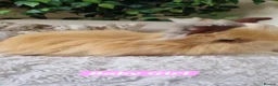 Angora rabbits for sale: Beautiful baby full breed Angoras - Advert 13
