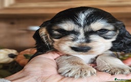 Cocker Spaniel dogs for sale: KC show cocker spaniel puppies - Image 13