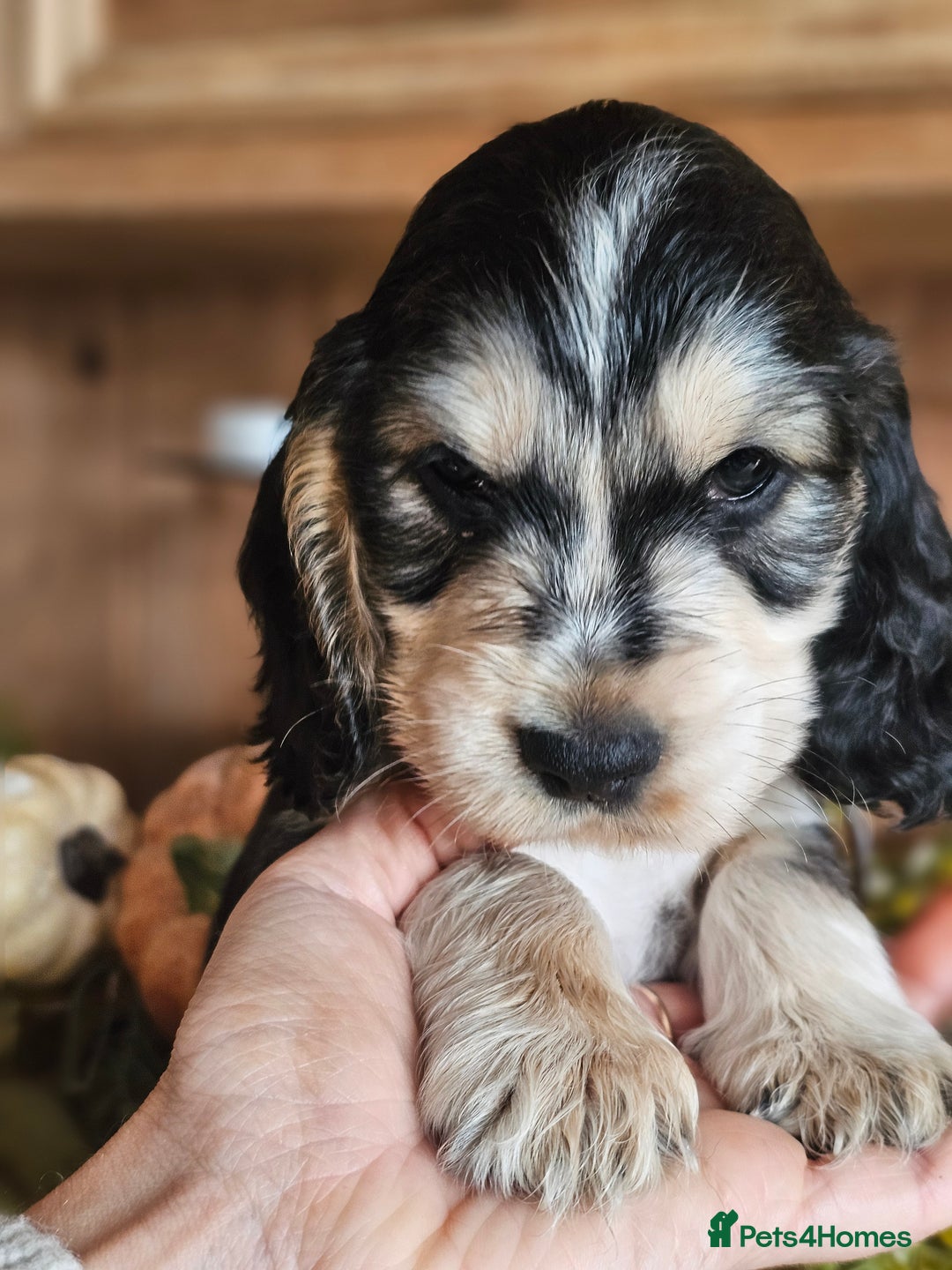 Cocker Spaniel dogs for sale: KC show cocker spaniel puppies - Image 13