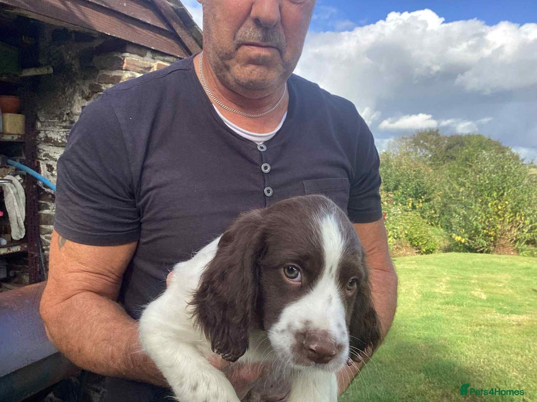 English Springer Spaniel dogs for sale: English Springer Spaniels - Image 2