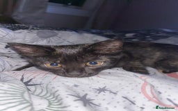 Mixed Breed cats for sale: Kitten - Image 4