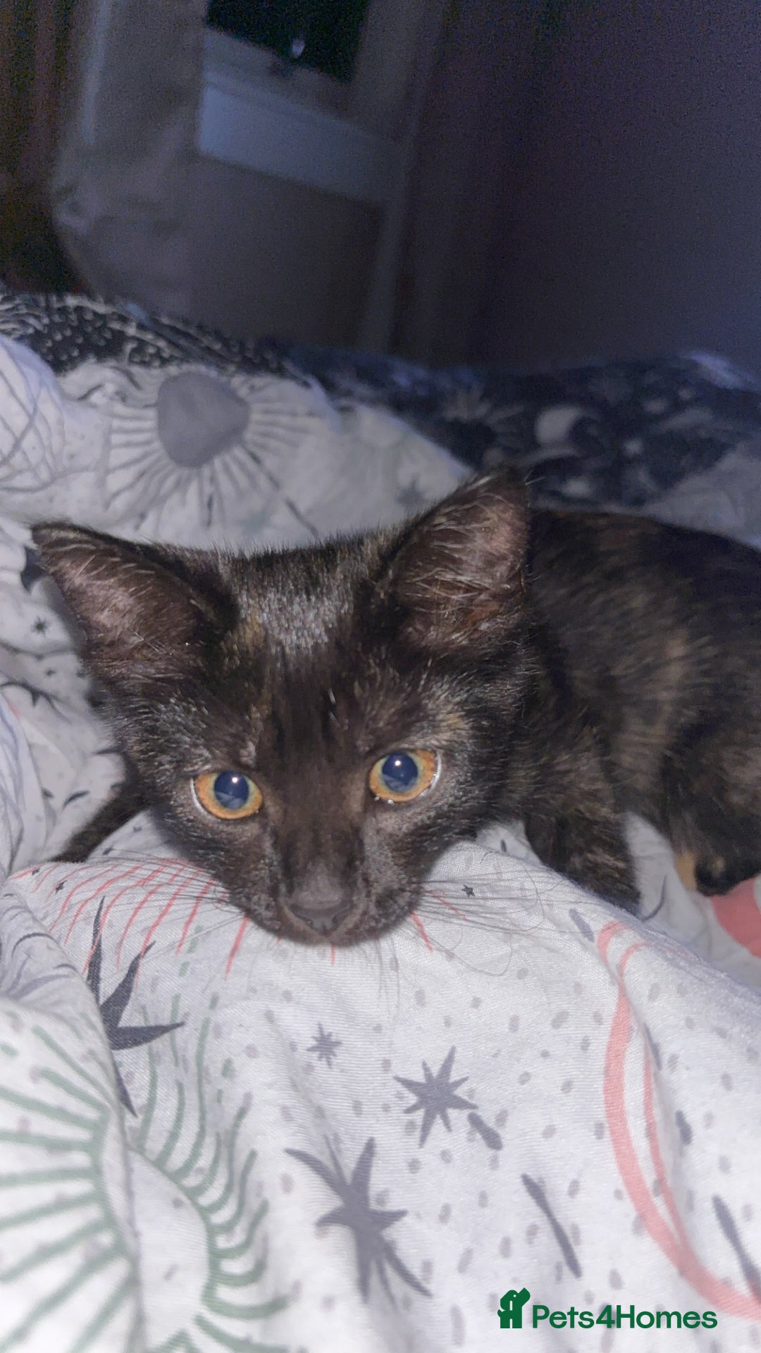 Mixed Breed cats for sale: Kitten - Image 4