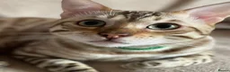 Bengal cats for sale: Beautiful Bengal family members - Advert 31