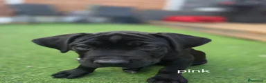 Cane Corso 8