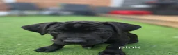 Cane Corso dogs for sale: Cane Corso puppies - Advert 9