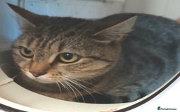 Mixed Breed cats for adoption: ROXY  - Image 2