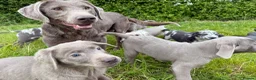 Labrador Retriever dogs for sale: Labrador Retriever Pups – Merle, Silver & Charcoal - Advert 8
