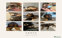 Cocker Spaniel dogs for sale: KC REG Showtype Cocker Spaniel LAST PUP ready 3/8 - Image 17