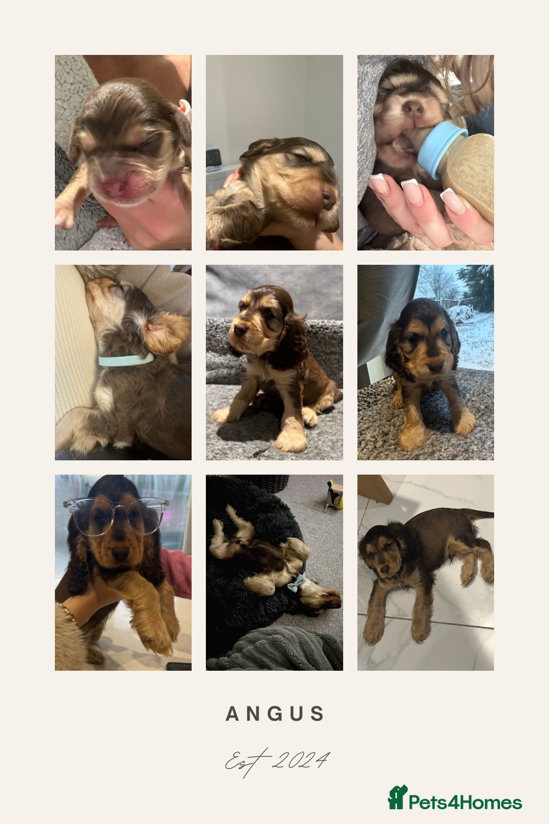 Cocker Spaniel dogs for sale: KC REG Showtype Cocker Spaniel LAST PUP ready 3/8 - Image 17