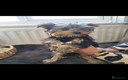 Yorkshire Terrier dogs for sale: Beautiful yorkies - Image 5