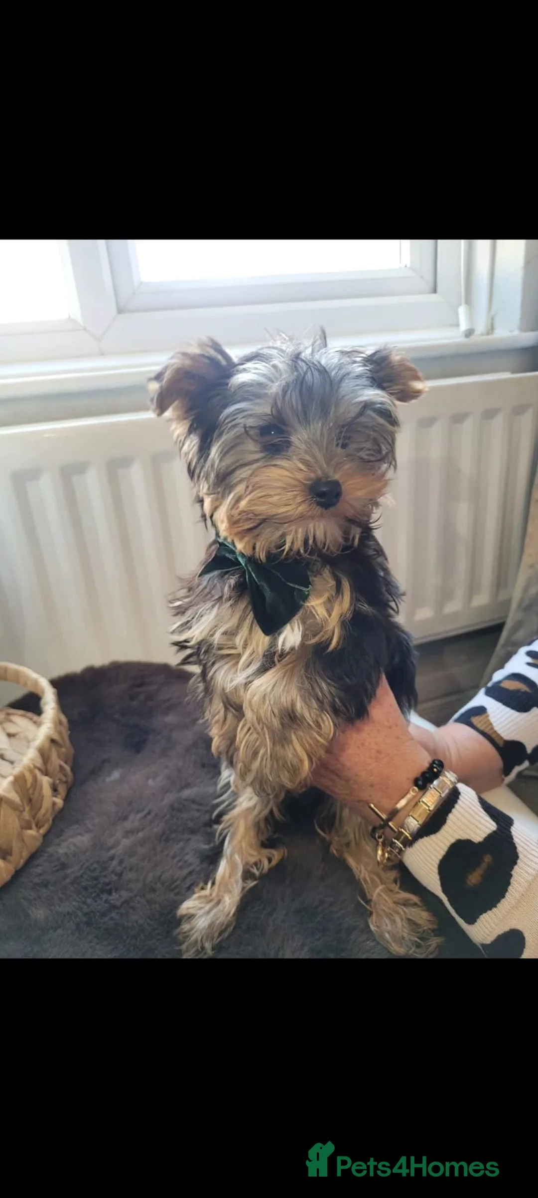 Yorkshire Terrier dogs for sale: Quality breed of Yorkies - Advert 3