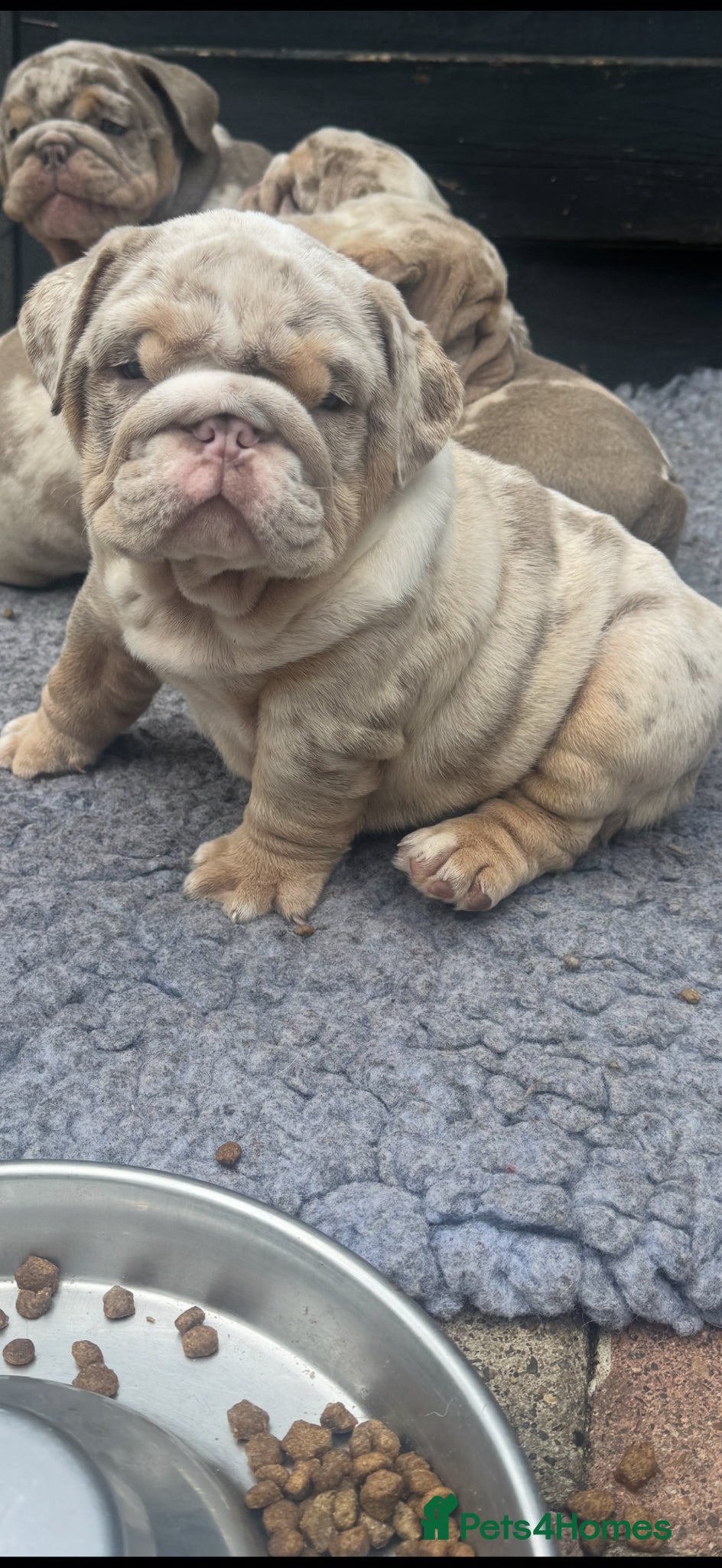 English Bulldog dogs British bull dog puppy’s  - Advert 2