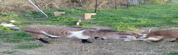 Goats livestock for sale: Two.pigmy goats for.sale in Glastonbury - Advert 5