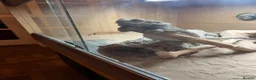 Bearded Dragon reptiles for sale: Bearded dragon  - Advert 3