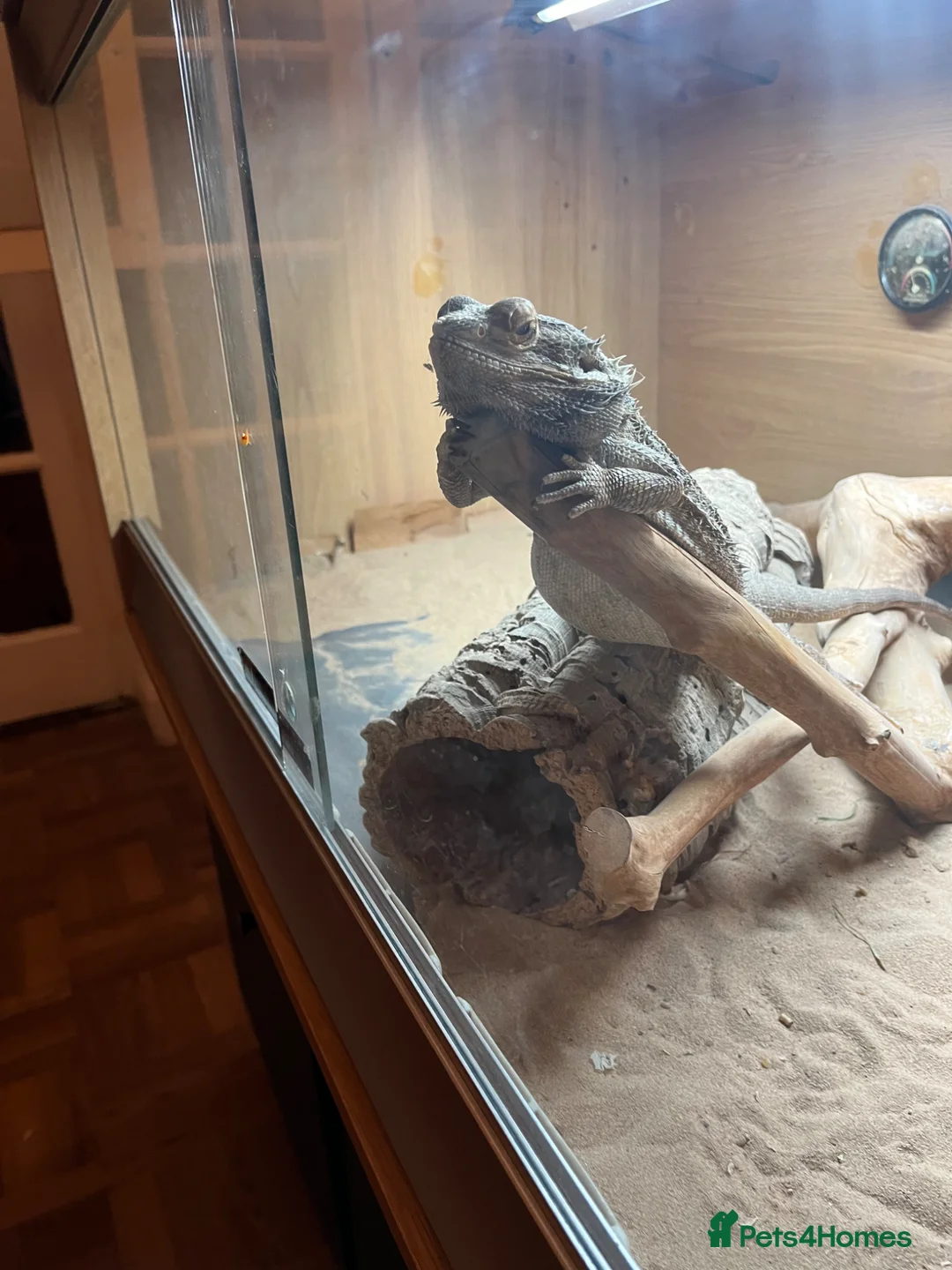 Bearded Dragon reptiles for sale: Bearded dragon  - Advert 3