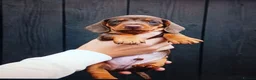 Miniature Dachshund dogs for sale: Stunning Miniature Dachshund Puppies - ready in Altrincham - Advert 3