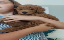 Cockapoo dogs for sale: F1B Small Cockapoo Puppies. Only 2 boys available  - Image 3