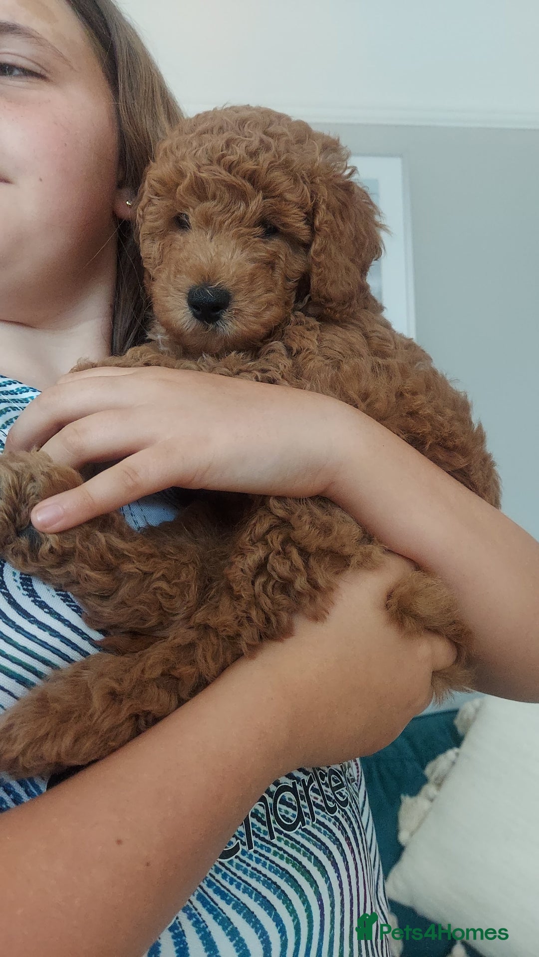 Cockapoo dogs for sale: F1B Small Cockapoo Puppies. Only 2 boys available  - Image 3