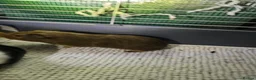 Guinea Pig rodents for sale: 🐹Beautiful Guinea Pigs Need Forever Homes🐹 - Advert 10