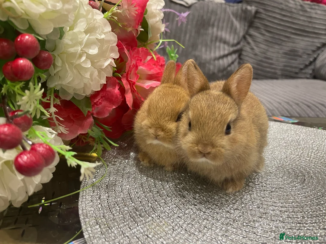 Netherland Dwarf rabbits for sale: Bunnies  in London - Advert 34