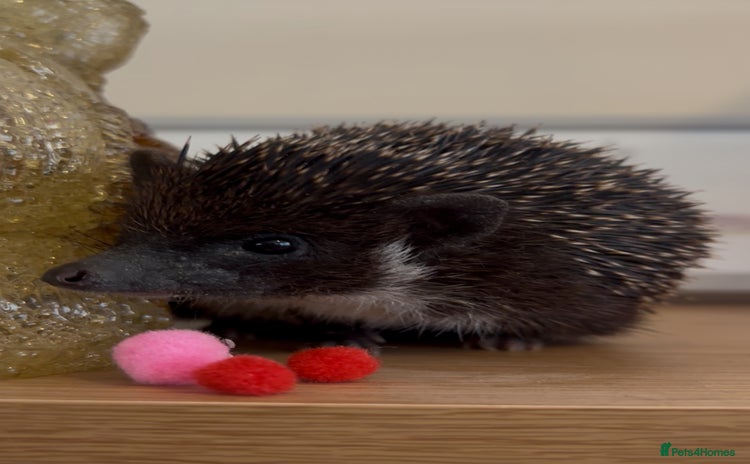 Pygmy Hedgehog rodents - Advert 2