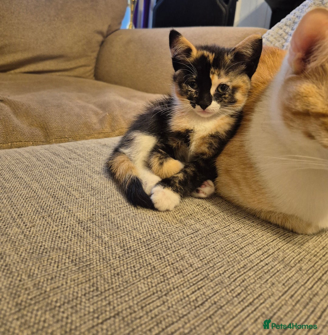 Domestic Shorthair cats for sale: 7 Beautiful kittens ready for their forever home. - Advert 2