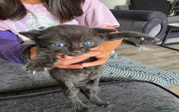 Bengal cats for sale: Bengal/tabby cat with kittens - Image 2