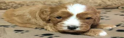 Cavapoo dogs for sale: Stunning F1 DNA Clear Cavapoo Puppies  - Advert 16