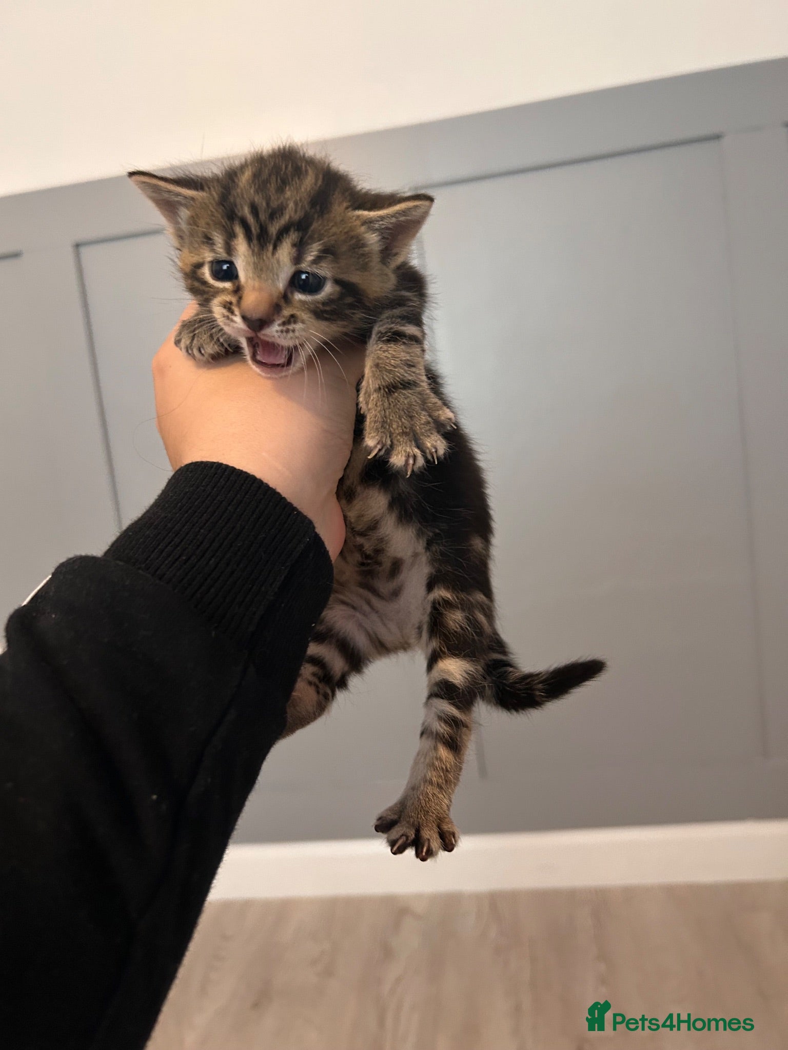 Mixed Breed cats Kittens for sale  - Advert 1