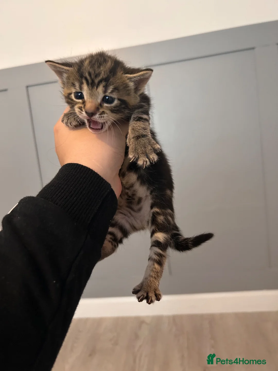 Mixed Breed cats for sale: Kittens for sale  - Advert 1