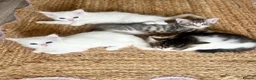 Siberian cats for sale: Fluffy kittens  - Advert 6