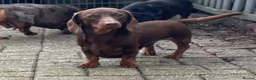 Miniature Dachshund dogs for stud: Mini Smooth Choc/Tan Male Dachshund (stud only) - Advert 2
