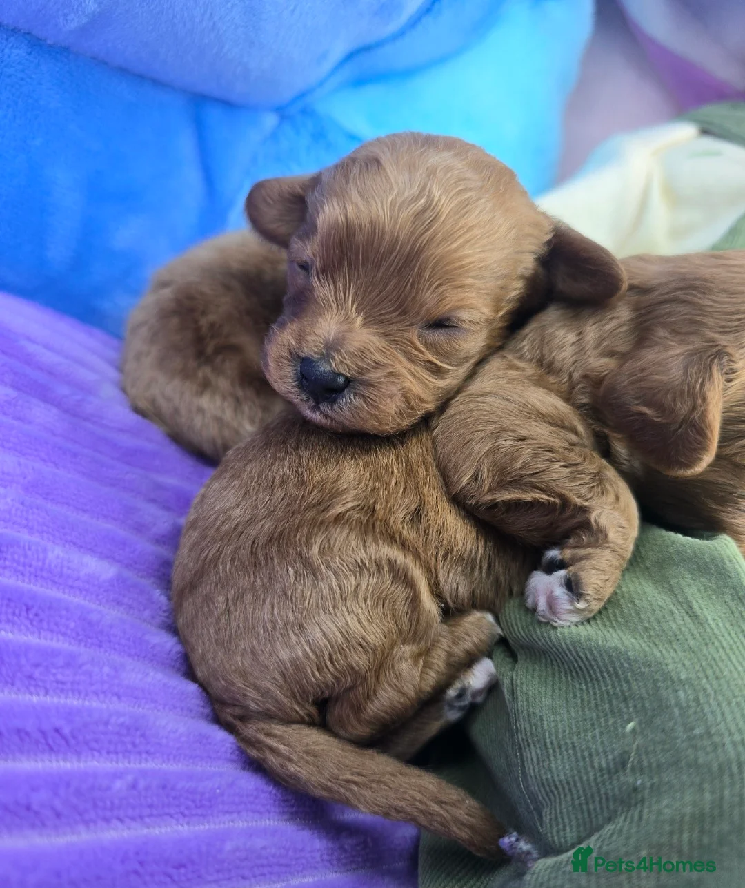 Cavapoo dogs for sale: 🩷🩵SMALL TOY🐶CAVAPOO PUPS🐶HEALTH DNA TESTED🩵🩷 - Advert 35