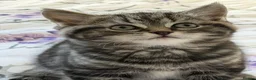 British Shorthair cats for sale: British short hair  - Advert 10