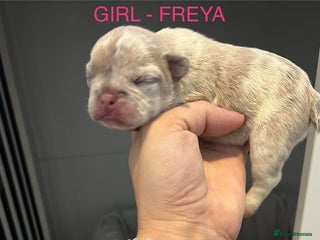 French Bulldog dogs - Advert 1