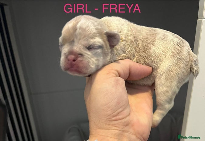 French Bulldog dogs - Advert 1