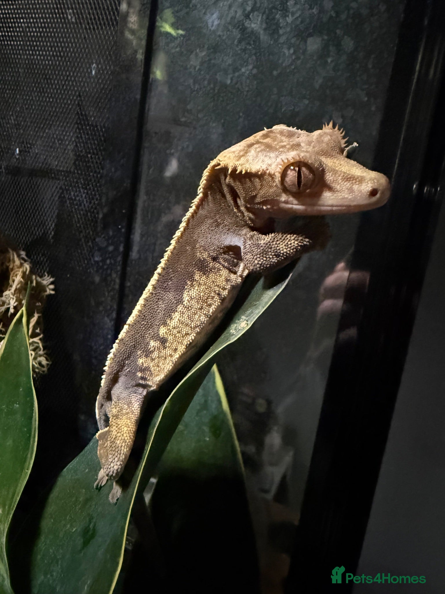 Gecko reptiles proven male harlequin crestie - Advert 7