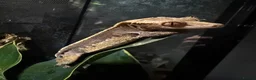 Gecko reptiles for sale: proven male harlequin crestie in Lincoln - Advert 1