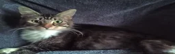 Mixed Breed cats for sale: 2 Happy and healthy Kittens - Advert 2