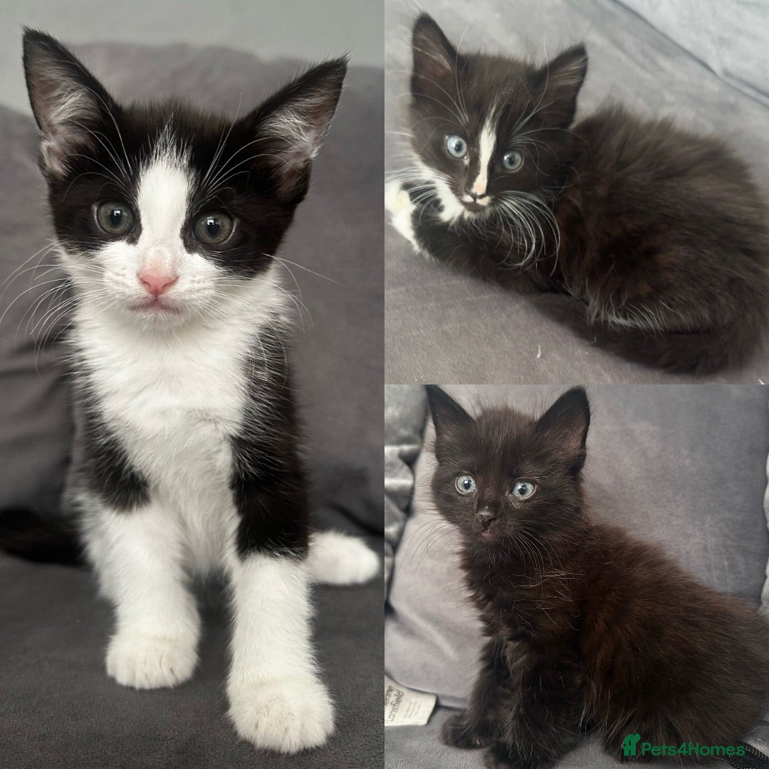 Mixed Breed cats Beautiful fluffy black and white kittens  - Advert 16