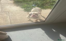 English Bulldog dogs for sale: 11 month old pup  - Image 1