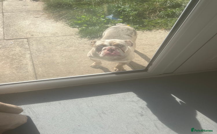 English Bulldog dogs - Advert 1