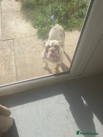 English Bulldog dogs 11 month old pup - Advert 1