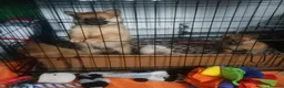 Pomeranian dogs for sale:  1 boys - Advert 12
