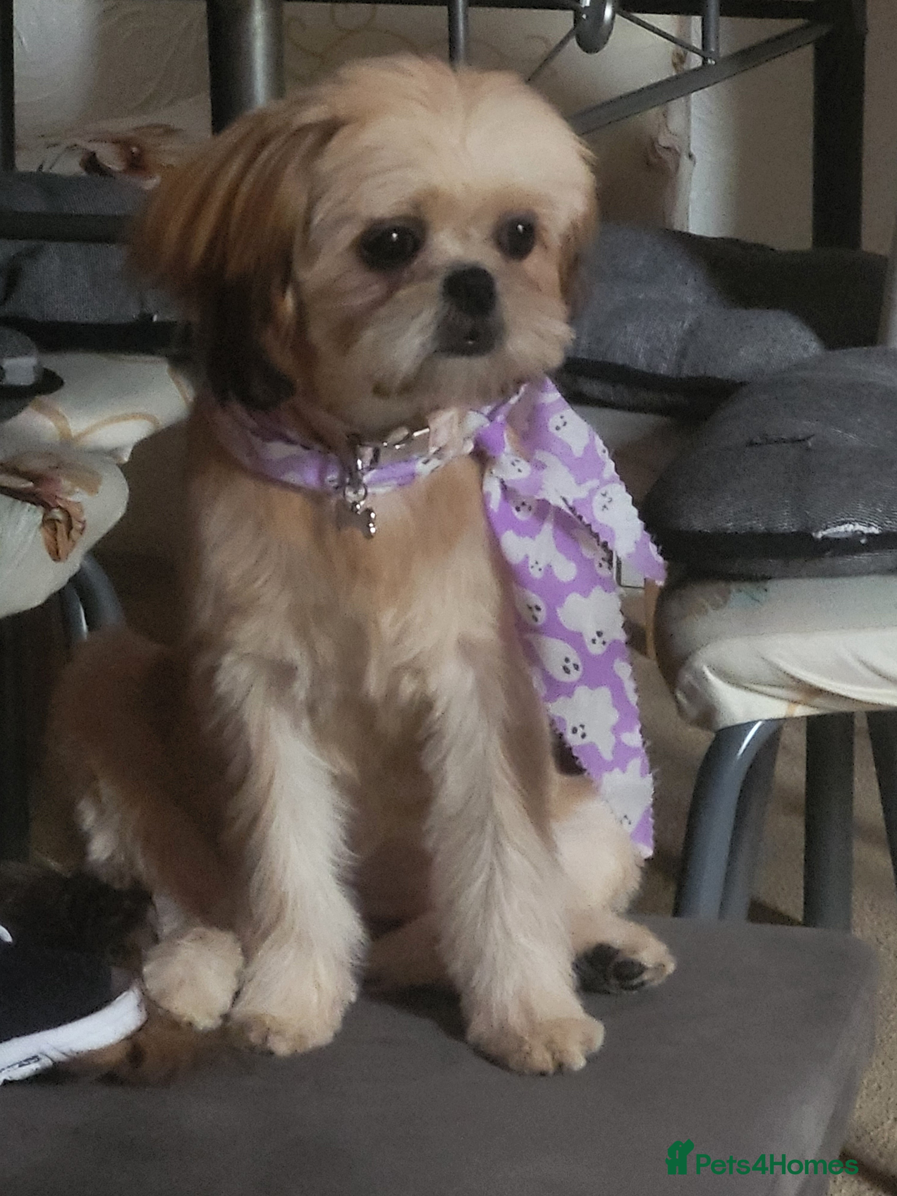 Shih Tzu dogs Shihtzu  - Advert 12